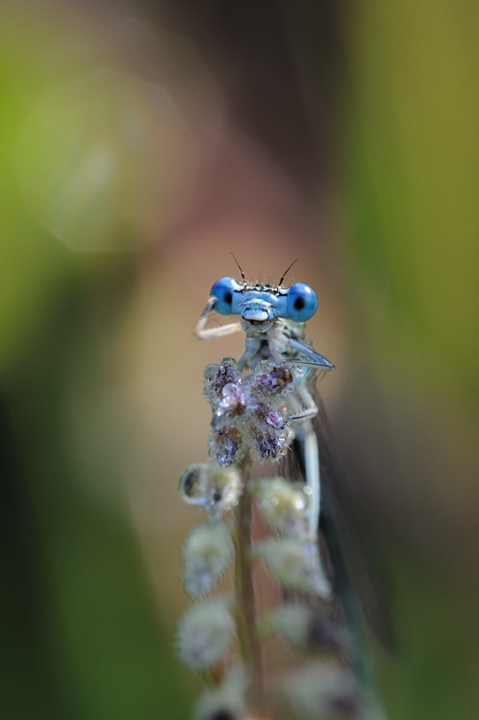 PLATYCNEMIS PENNIPES